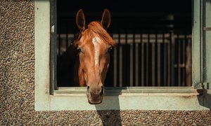 Häst i box