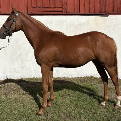 31 Amaya