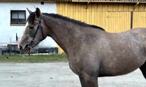 Annons-Vilda
