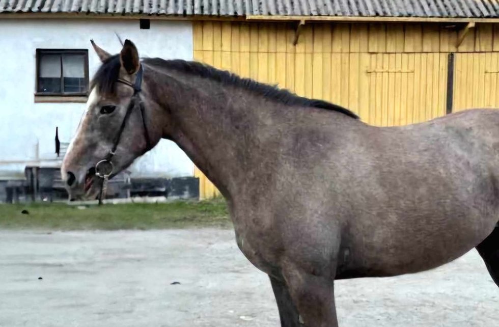 Annons-Vilda