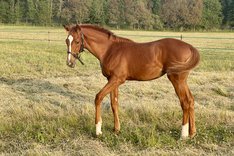 Appel Au Maitre - Amie Rouge (Born To Sea).jpeg