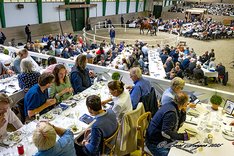Scandinavian Open Yearling Sale 2025