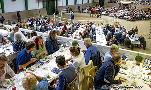 Scandinavian Open Yearling Sale 2025
