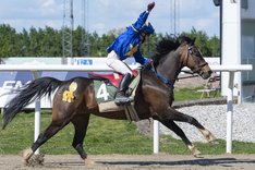 Chica 8641-X3 redigerad