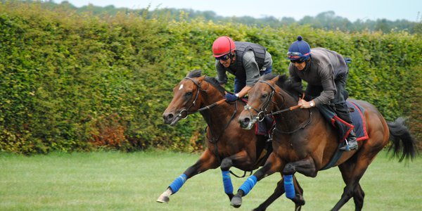 Newmarket DSC_3531.JPG