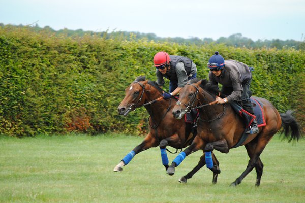 Newmarket DSC_3531.JPG