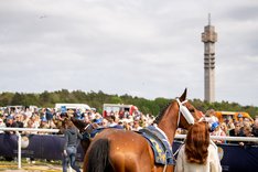 Nationaldagsgaloppen 2025 DSC_7945