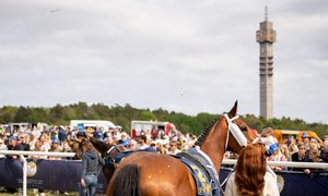 Nationaldagsgaloppen 2025 DSC_7945