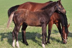 Föl 2022 Dream Ahead - Newscaster ( Make Believe ).jpeg