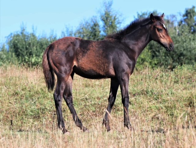 Föl 2022 Lord of England - Dubai Hadeia ( Dubawi ).JPG