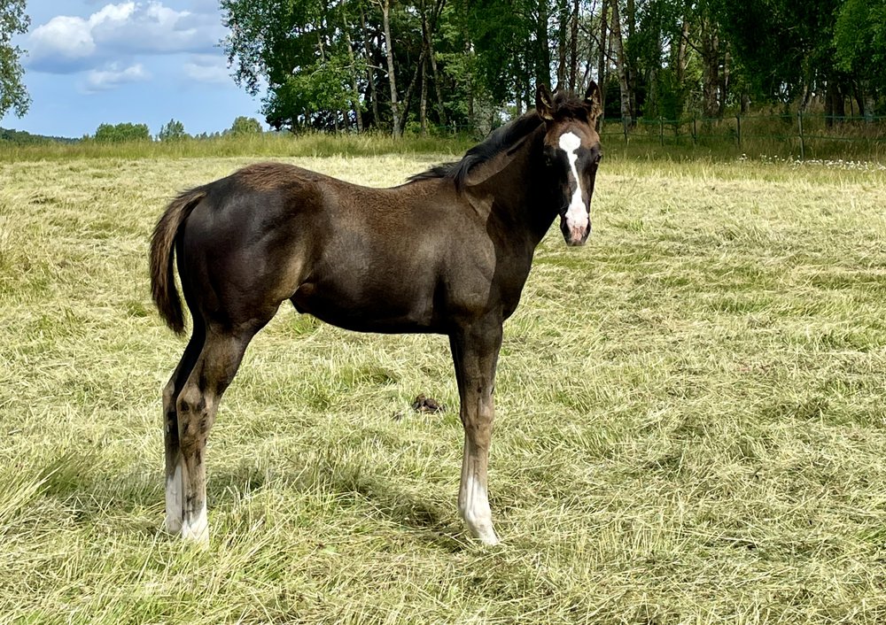 Föl 2022 Rock Of Gibraltar (IRE) - Sandy Legend (Footstepsinthesand).jpg