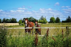 Föreläsningar hästvälfärd 3