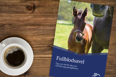 Fullblodsavel broschyr på bord