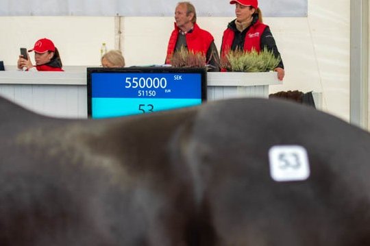 Galoppauktion-header