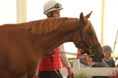 Galoppauktion-header3