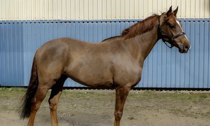 Galoppmarknad Bild 1 0503 Hästen Rich al tair 2026