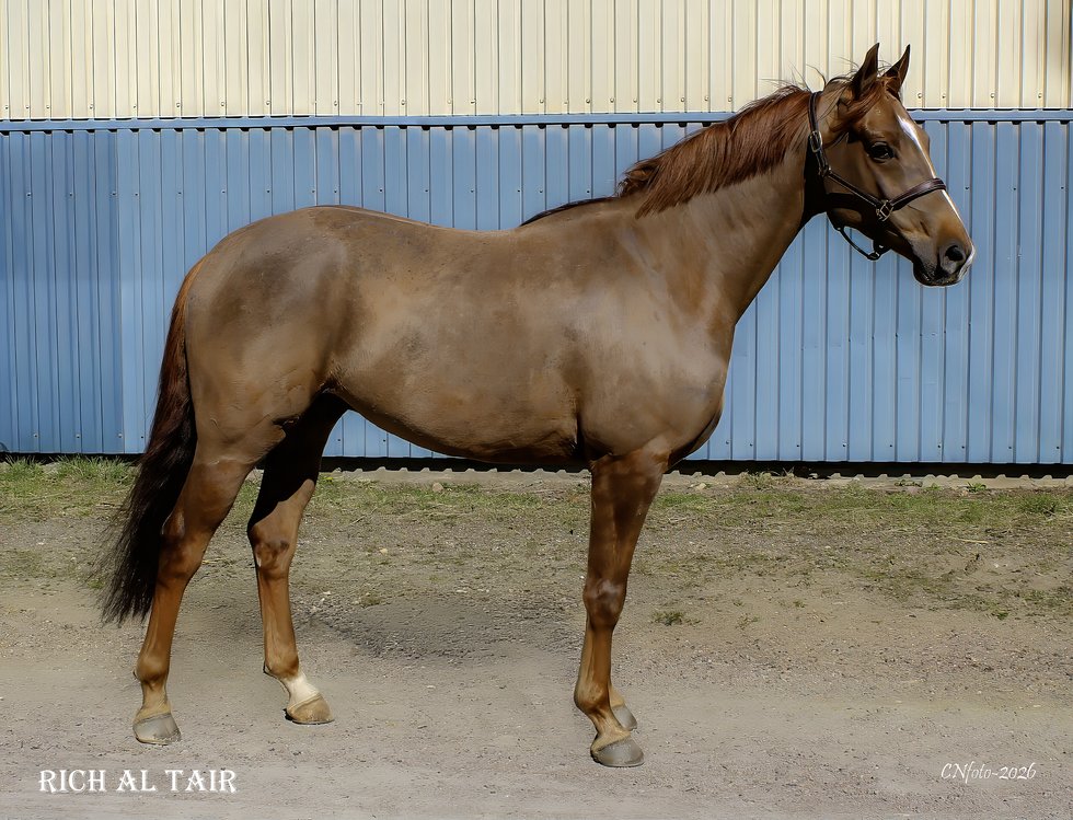 Galoppmarknad Bild 1 0503 Hästen Rich al tair 2026