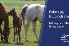 HNS Staffansson Thumbnail 4.jpg