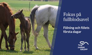 HNS Staffansson Thumbnail 4.jpg