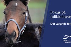 HNS Staffan Lidbeck det växande fölet Thumbnail 5.jpg