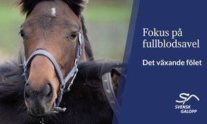 HNS Staffan Lidbeck det växande fölet Thumbnail 5.jpg