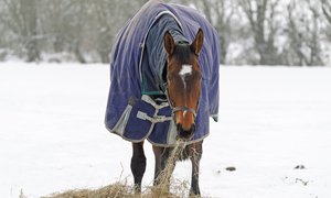 Häst i hage i snö dreamstime_l_28808179.jpg