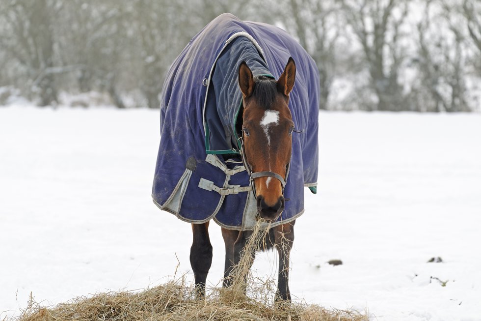 Häst i hage i snö dreamstime_l_28808179.jpg