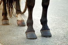 Horse feet dreamstime_xxl_130097160