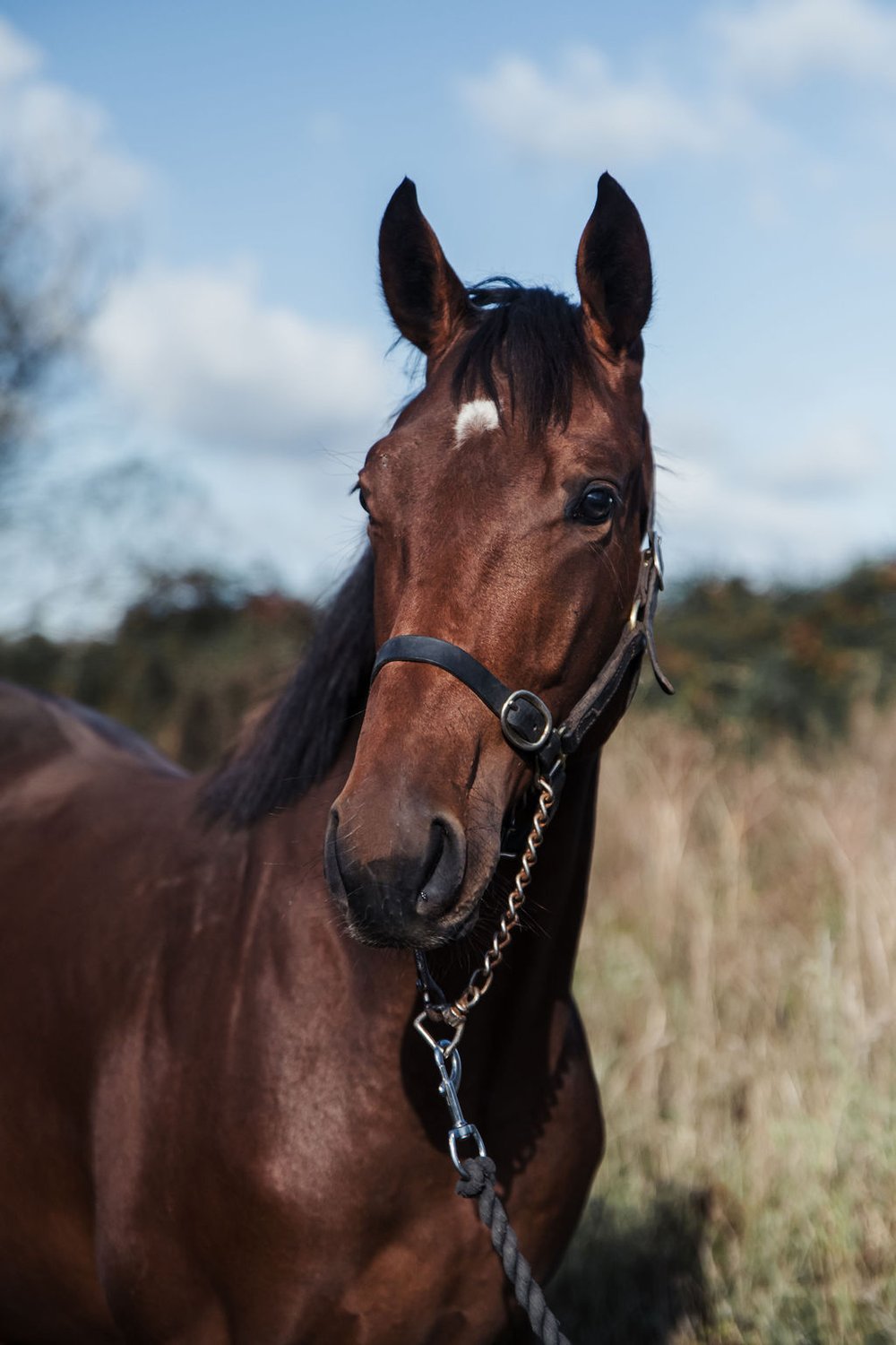 Houdini DSC_1355