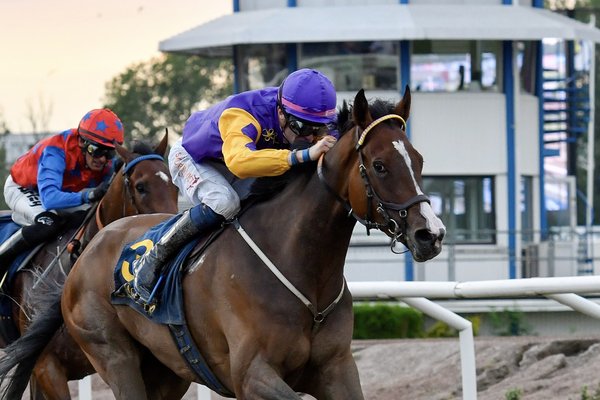 Celtic Lullaby Svenskt Derby IMG_6828