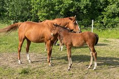 IMG_7853 Code Red med föl