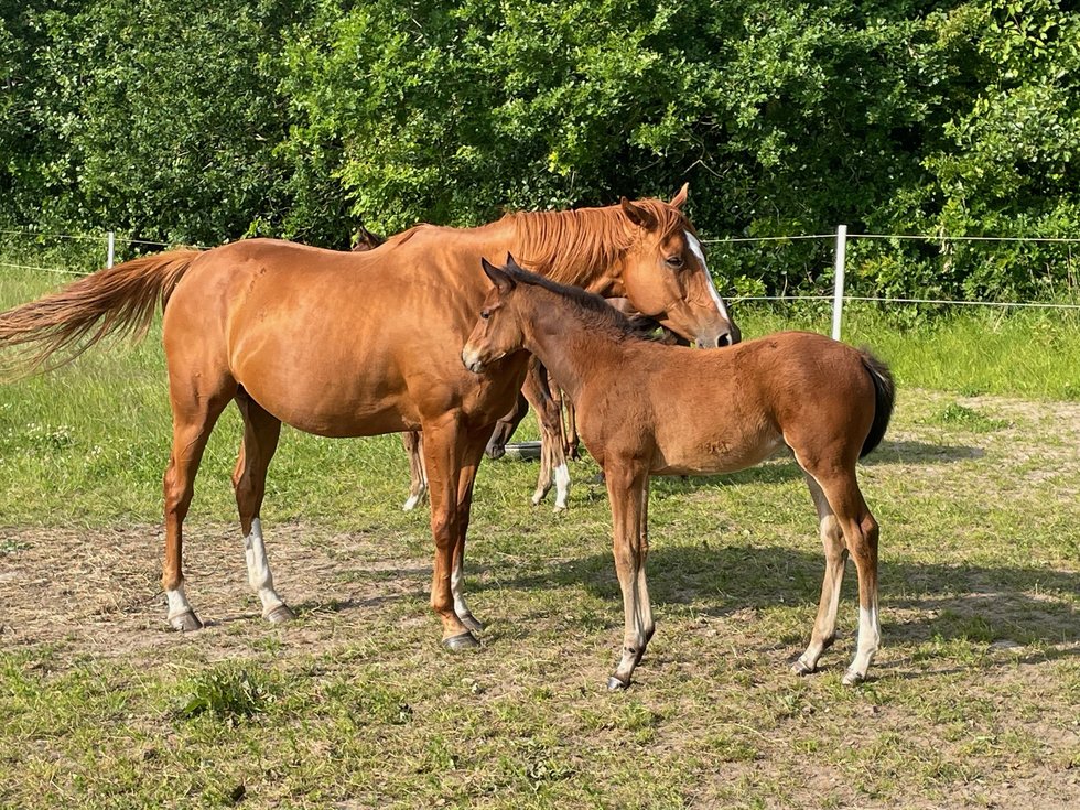 IMG_7853 Code Red med föl