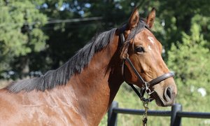 Lot 1_IMG_3486