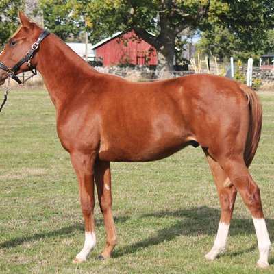 Lot 6