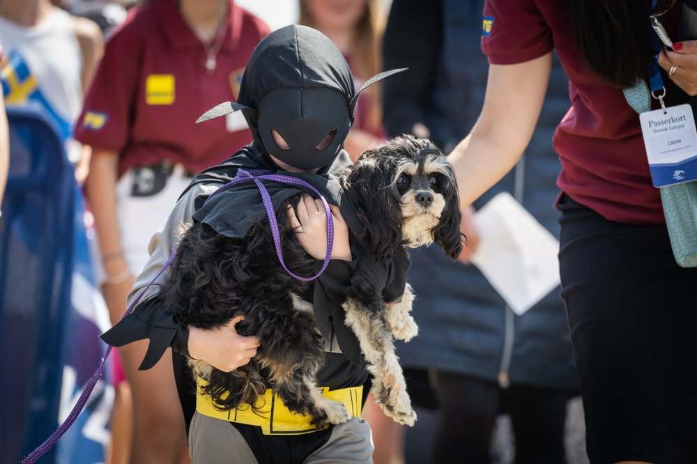 Match your dog nationaldagsgaloppen