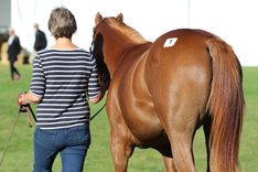 Åringsauktion Nr 1 Honette