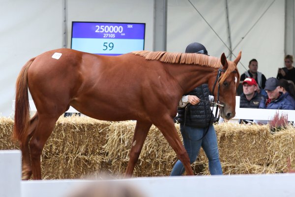 Nr 59 Sibling Bloom (ger) 250 000 kr