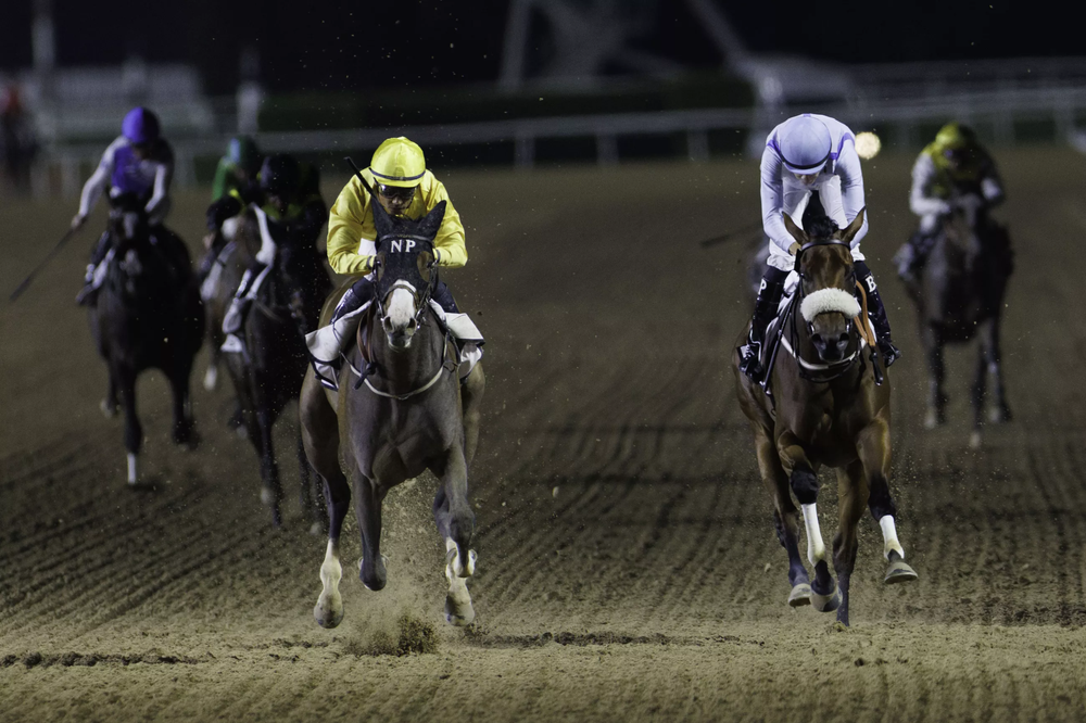Queen Azteca Oaks head on_0.jpg