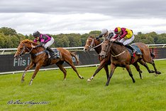 RED HUNTING HAWK_MGL4407