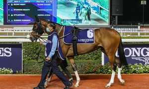 Dubai 210128 Race 4 Silent Night (SWE)-8803.JPG