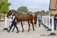 Scandinavian Open Yearling Sale 2023_DSC8069