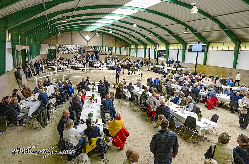 Scandinavian Open Yearling Sale 2023_DSC7872