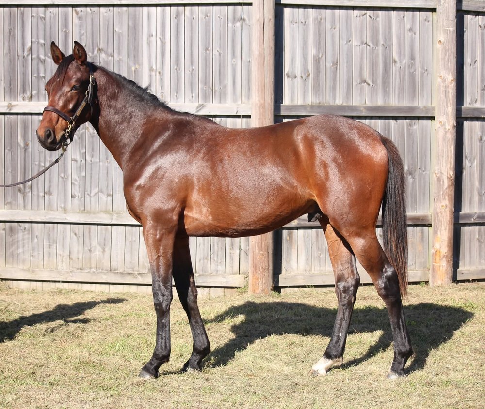 South Ferry Road annonsbild