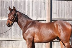 South Ferry Road annonsbild (kopia)