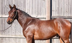 South Ferry Road annonsbild (kopia)