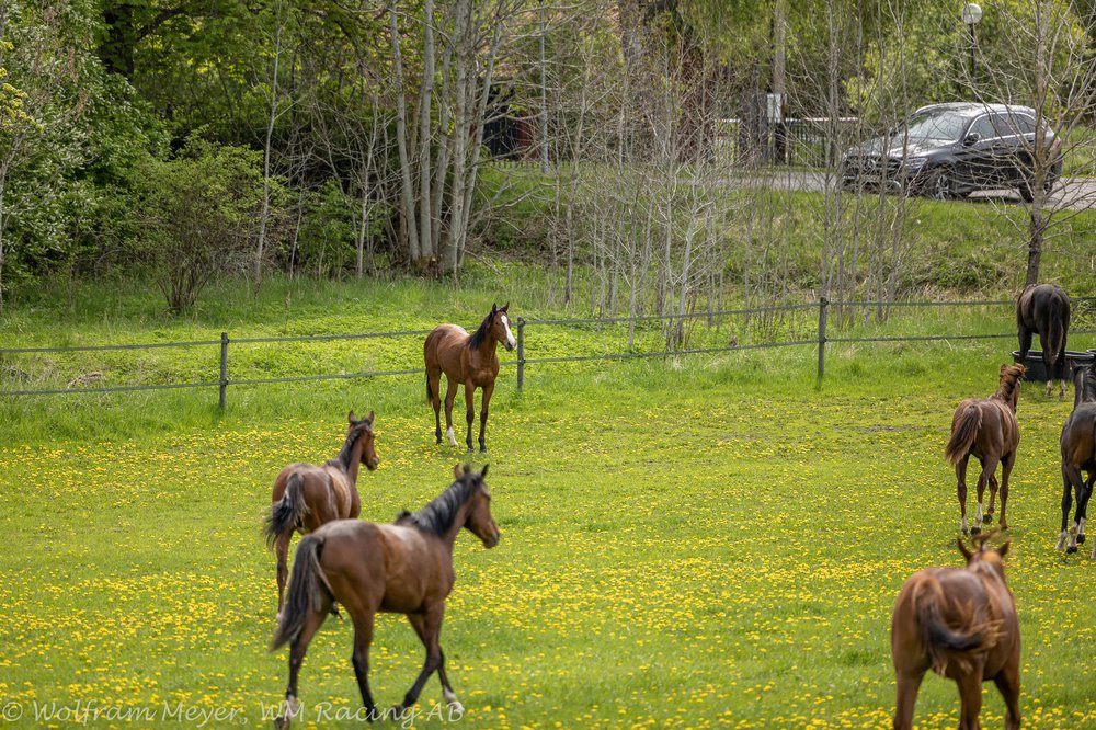 Stene talar till flocken