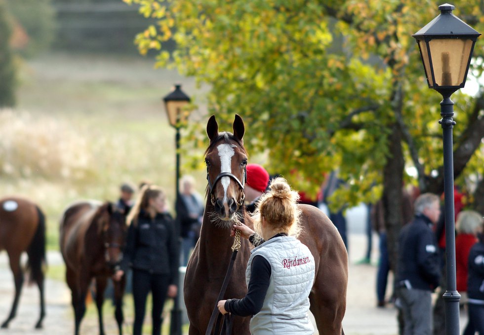 Stockholm Yearling Sale 6.jpg