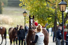 Stockholm Yearling Sale 6.jpg