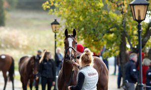 Stockholm Yearling Sale 6.jpg