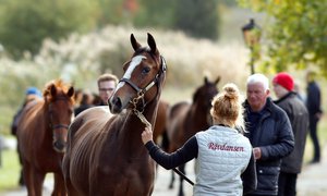 Stockholm Yearling Sale 7.jpg